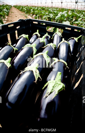 Les aubergines, dans des paniers à la disposition par les supermarchés Banque D'Images