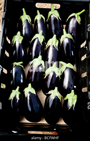 Les aubergines, dans des paniers à la disposition par les supermarchés Banque D'Images