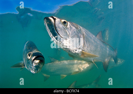 Megalops atlanticus tarpons, atlantique, se développer jusqu'à 2 m (6,6 pi) de longueur et peut peser 160 kg (350 lb), Islamorada, Florida Banque D'Images