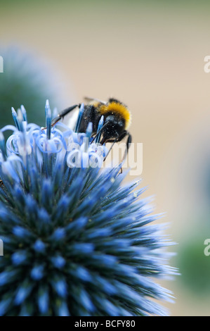 Bombus lucorum. White Tailed Bumblebee se nourrissant d'Echinops ritro 'veitchs globe thistle' Fleur Banque D'Images