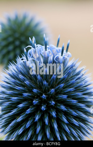 Echinops ritro veitch's blue. Globe thistle flower dans un jardin anglais Banque D'Images