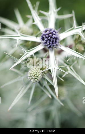 Eryngium variifolium. Eryngo. Feuilles de houx mer variable. Holly mer marocain Banque D'Images