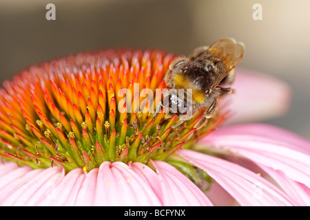 Dans l'échinacée bourdon Bombus sp nectar d'alimentation Banque D'Images