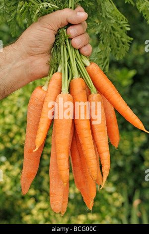 Carottes Banque D'Images