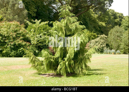 Cèdre Cedrus deodara 'Aurea'. Petit idéal pour conifères d'un grand jardin. Banque D'Images