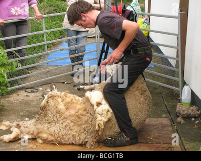 tonte des moutons Banque D'Images