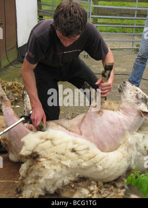 Tonte des moutons Banque D'Images