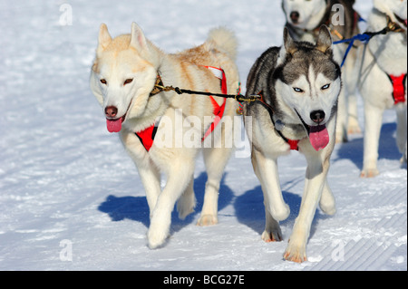 Détails d'une équipe de chiens de traîneau Malamute en pleine action en direction de l'appareil photo Banque D'Images