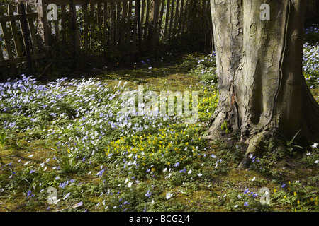 Jardin d'une maison dans un village anglais Banque D'Images