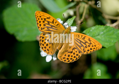 Silver mâle-lavé fritillary upperside Banque D'Images