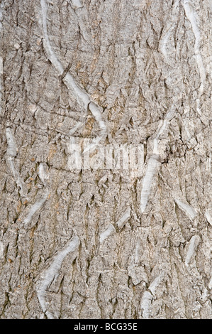 Nolina recurvata Palm (bouteille) close-up d'écorce conservatory England UK Europe Juillet Banque D'Images