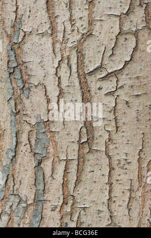 Nickel (Swietenia macrophylla) écorce close up Banque D'Images
