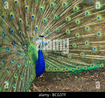 Peacock. Banque D'Images