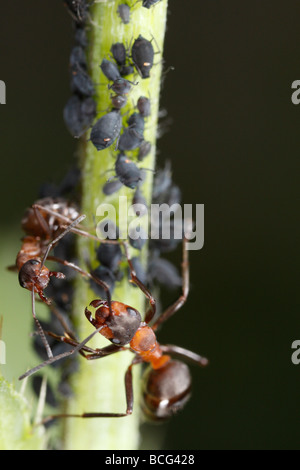 Formica rufa ant (cheval) défendre les pucerons. Banque D'Images