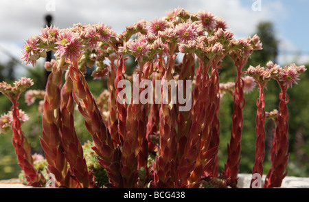 Sempervivum houseleeks en fleur Banque D'Images