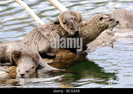 Stock photo d'une loutre de rivière famille sur un journal, le Parc National de Yellowstone, 2009. Banque D'Images