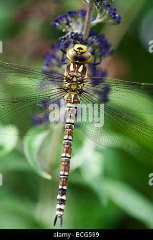 Aeshna cyanea. Le sud de Hawker Dragonfly Banque D'Images