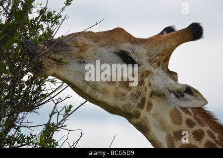 Girafe (Giraffa camelopardalis) Girafe gros plan manger le visage.Portrait-tête Parc national Kruger Afrique du Sud Banque D'Images