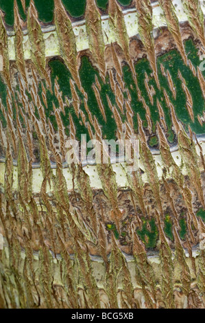 La noix de bétel (Areca catechu) Palm close-up d'écorce Banque D'Images