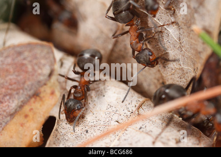 Trois fourmis Formica rufa (cheval) qui se nourrissent de feuilles sèches dans la forêt. Banque D'Images