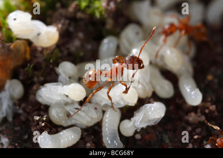 Les fourmis du genre Myrmica apportant leurs larves et nymphes retour sous terre après leur nid a été perturbé. Banque D'Images