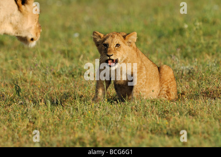 Stock photo d'un lion cub vocalisant à sa mère approchant, le Parc National du Serengeti, Tanzanie, février 2009. Banque D'Images