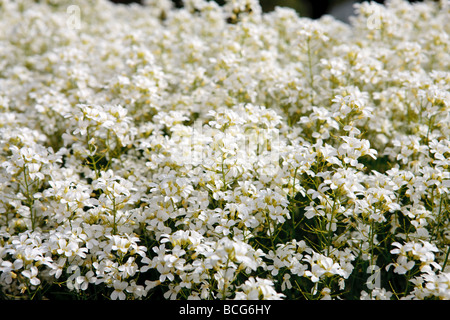 L'exécution de Rock Cress, Kryptrav (Arabis procurrens) Banque D'Images