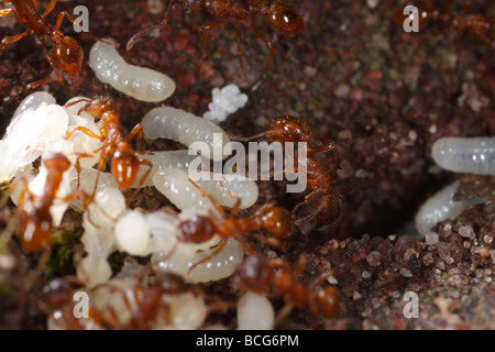 Les fourmis du genre Myrmica apportant leurs larves et nymphes retour sous terre après leur nid a été perturbé. Banque D'Images