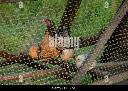 La mère poule avec poussins dans arche Banque D'Images