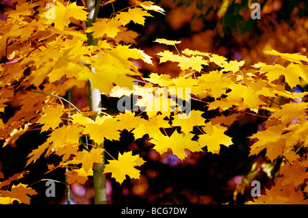 Red and orange fall maple tree leaves Banque D'Images
