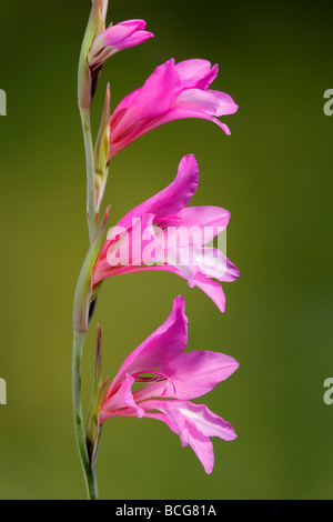 Gladiolus Gladiolus illyricus sauvages Pinoso Cataluña España Banque D'Images