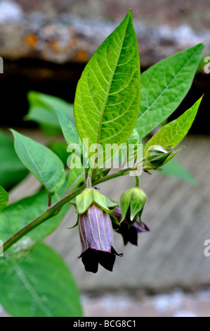 Belladone, Atropa belladonna, en fleurs Banque D'Images