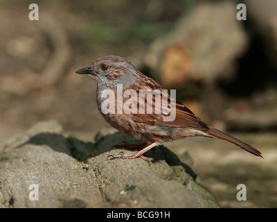 Prunella modularis, nid, perché sur Journal des morts Banque D'Images