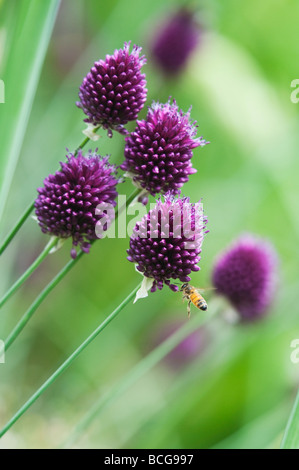 Allium sphaerocephalon. Poireau à tête ronde. Fleur d'ail à tête ronde Banque D'Images