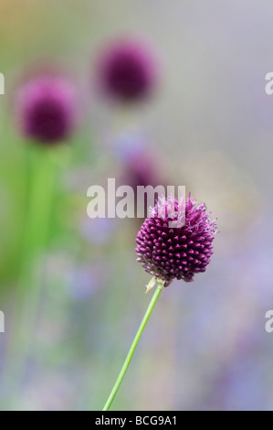 Allium sphaerocephalon. Poireau à tête ronde. Fleur d'ail à tête ronde Banque D'Images