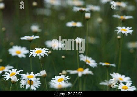 Argyranthème gracile 'chelsea girl'. Fleurs Marguerite Banque D'Images