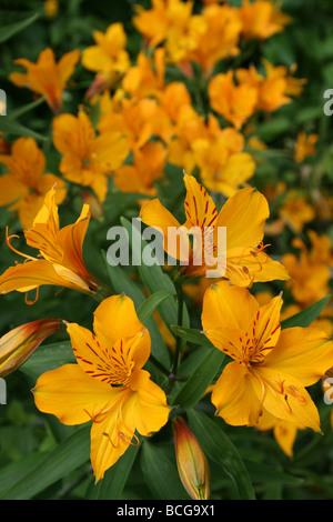 Lily péruvienne ou lis des Incas Alstroemeria aurea prises à Calderstones Park, Liverpool, Royaume-Uni Banque D'Images