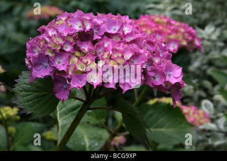 Hydrangea macrophylla 'Leuchtfeuer' pris dans Calderstones Park, Liverpool, Royaume-Uni Banque D'Images