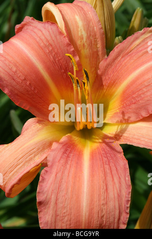 Hemerocallis fulva Hémérocalle Orange pris dans Calderstones Park, Liverpool, Royaume-Uni Banque D'Images