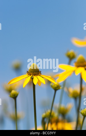 Rudbeckia laciniata 'Herbstsonne'. Échinacée 'Herbstsonne' contre un ciel bleu. UK Banque D'Images