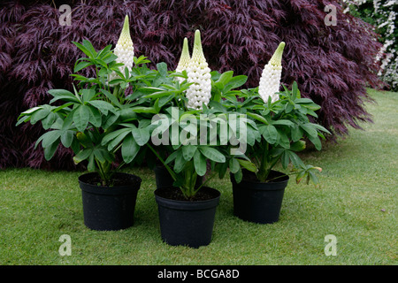 Le lupin blanc, Lupinus, Polar Princess, de nouvelles fleurs en pots avec du feuillage. Banque D'Images