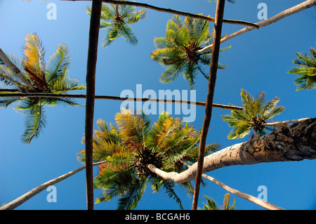 Palmiers. Banque D'Images