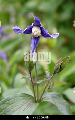 Clematis, Clematis integrifolia, Ranunculaceae, d'Europe et d'Asie tempérée Banque D'Images