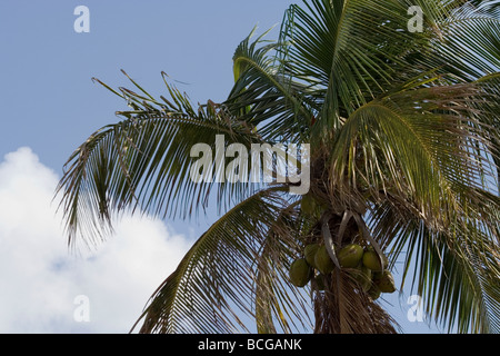 Le cocotier (Cocos nucifera) Banque D'Images