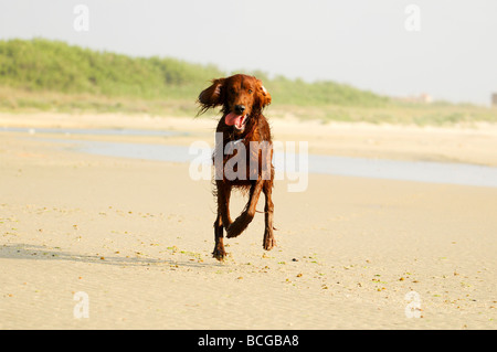 Israël Césarée chien mouillé s'exécutant sur la plage après un plongeon dans la mer Méditerranée Banque D'Images