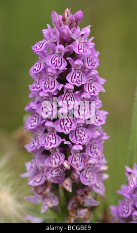 Orchidée Dactylorhiza praetermissa marécageuse du sud de la commune x d'orchidées hybrides fuchsii Banque D'Images