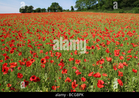 Papaver rhoeas coquelicot commun couvrant un champ dans les North Downs dans le Kent Banque D'Images