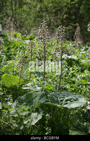 Pétasite Petasites hybridus montrant l'ensemencement fleurs à la fin du printemps avec les nouvelles feuilles Banque D'Images