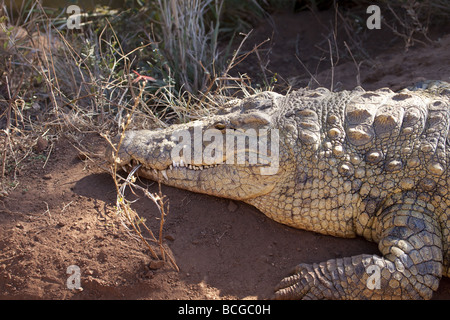 Tête et pattes avant d'un crocodile du Nil albinos Banque D'Images