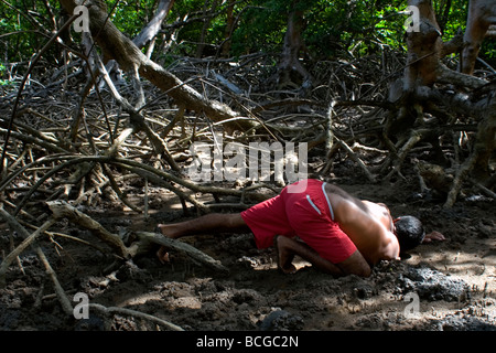 Hunter à un crabe sur la mangrove du delta de la rivière Parnaiba Piaui Brésil Banque D'Images